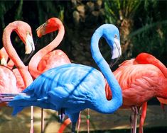 four flamingos are standing together in the water