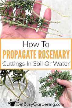 how to propagate rosemary cuttings in soil or water