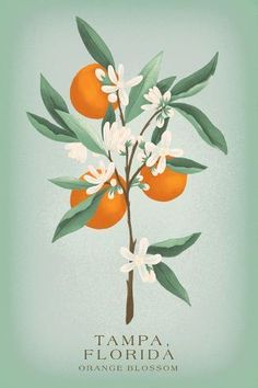 an orange tree with white flowers and green leaves on it's branch is featured in the book tampa florida orange blossom