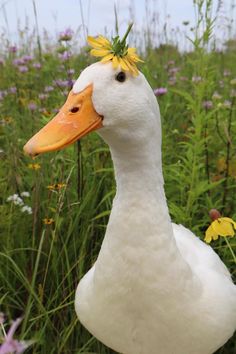 a white duck with a yellow flower on its head standing in tall grass and flowers