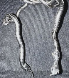 an image of a snake wrapped in foil on the back of a shirt that is rolled up