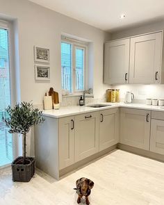 a dog sitting in the middle of a kitchen with lots of counter space and cabinets