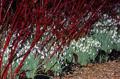 some red and white flowers are growing in the dirt near grass with snowdrops on them