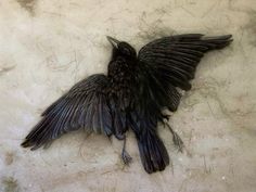 a bird that is laying on the ground with it's wings spread wide open