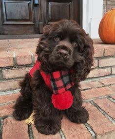 a small black dog sitting on top of a brick floor next to a door and pumpkin