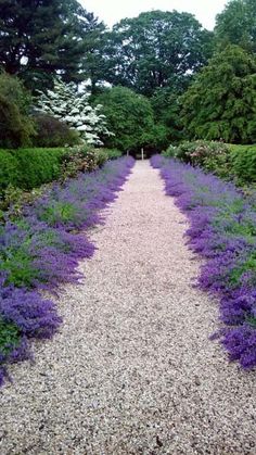 a gravel path lined with purple flowers next to trees