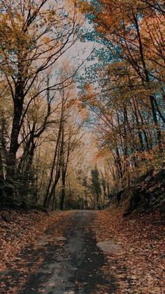 a dirt road surrounded by trees with leaves on the ground