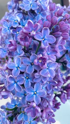 a bunch of purple flowers sitting on top of a table