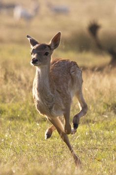 a small deer running across a grass covered field