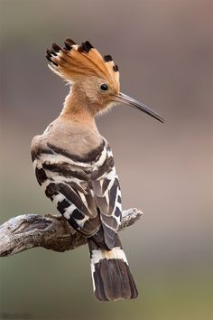 a bird with orange and black feathers sitting on a branch