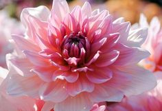 pink and white flowers are blooming in the sun