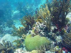 an underwater view of some corals and other marine life