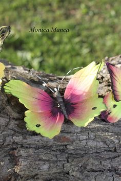 three colorful butterflies sitting on top of a tree branch next to each other, with the caption monica maneca above them