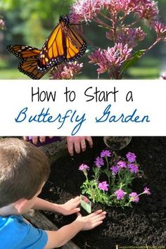 two photos with the words how to start a butterfly garden in front of them and an image of a young boy looking at flowers