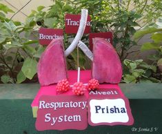 there are two lungs on top of each other with name tags attached to the lungs