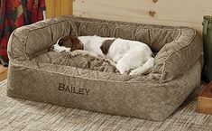 a brown and white dog laying on top of a bed in a room next to a wooden wall