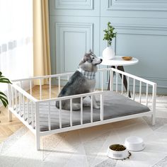 a husky dog sitting on top of a bed in a room with blue walls and flooring