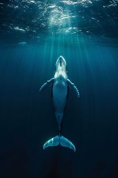 a humpback whale swims under the water's surface in this underwater photo