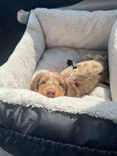 a dog laying in its bed on the back of a car's seat area