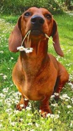 a dachshund sitting in the grass with a flower in it's mouth