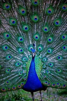 a peacock with its feathers open and it's tail out in front of the camera