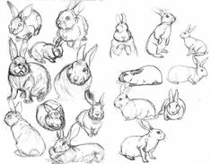 an image of rabbits in various poses