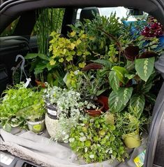 a bunch of potted plants in the back of a car