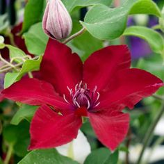 a large red flower with green leaves around it