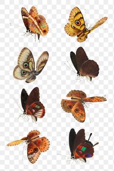 six butterflies with different colors and patterns on their wings, including one butterfly in the center