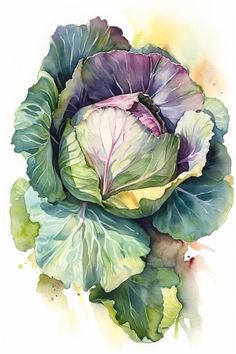 a watercolor painting of a green and purple cabbage