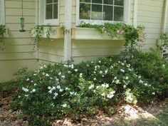 some white flowers are growing in front of a house