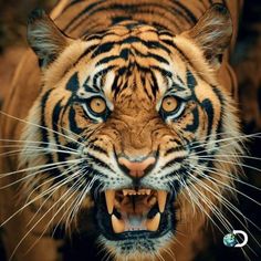 a close up of a tiger with its mouth open