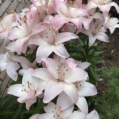 pink flowers are blooming in front of a brick wall