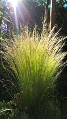 the sun shines brightly on some tall grass