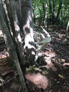 a tree that has been cut down in the middle of a forest with no leaves on it