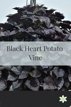 black heart potato vine with text overlay