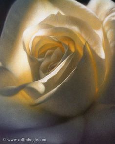 White rose painting art print by Collin Bogle. Wildlife Painting, White Rose Flower, Inner Glow, Wildlife Paintings, Flower Paintings, Hyperrealism, Buy Art Online, Flower Prints Art, Realistic Art