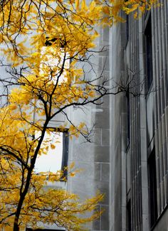 yellow leaves on the branches of a tree in front of a tall building with windows