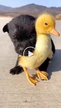 a baby duck standing next to an adult duck