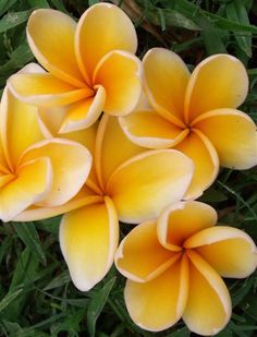 four yellow flowers laying on top of green grass