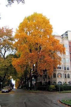 an orange tree with yellow leaves on the street