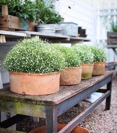 several potted plants sitting on top of a wooden bench