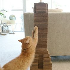 an orange cat playing with a stack of cardboard blocks