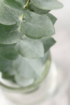 a glass vase filled with green leaves on top of a table