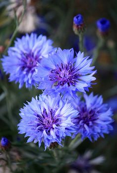 some blue flowers that are growing in the grass