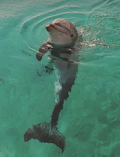 a dolphin swimming in the ocean with its head above the water's surface and it's mouth open