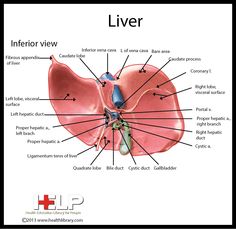 an image of the liver with labels on it