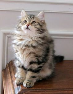 a cat sitting on top of a wooden table next to a white and brown wall