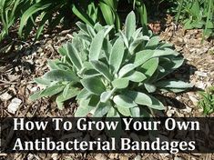 a plant with the words how to grow your own antibacterial bandages