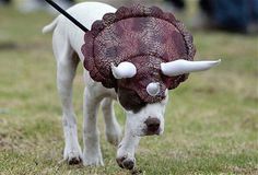 a dog with horns on it's head is walking in the grass while wearing a costume